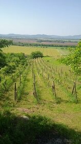 Predám vinicu s pivnicou v katastri obce Belá