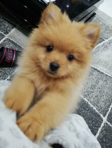 Pomeranian