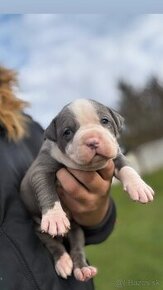 American Bully