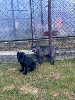 Šteniatka Cane Corso - 1