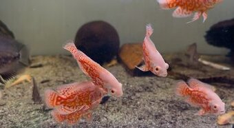 Ocellatus super red nemo