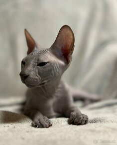 Don Sphynx s PP