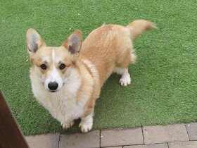 Welsh corgi parenie