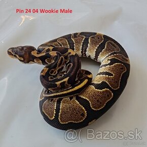 Python regius - pytón kráľovský