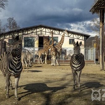 Hľadáme posilu do bufetu v ZOO Bratislava