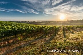 Tokajský vinohrad na predaj