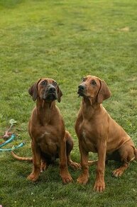 Rozkošní chlapci z rodézskeho ridgebacka