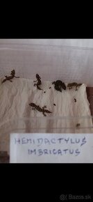 Gekon zmijovy - Hemidactylus imbricatus