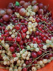 2kg naoberanych ribezli zo zahrady nestriekane 15€