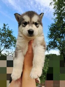 Huskyx malamut