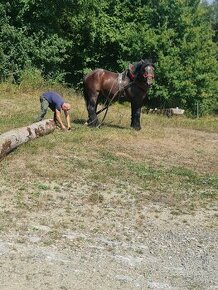 Predam tanzeho zrebca peja