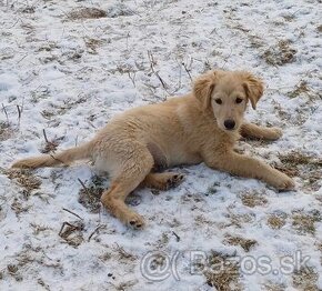 Darujem šteniatko - psík Mortis - mini retriever