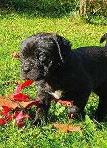 Cane Corso s PP