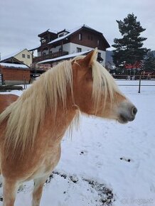 Predáme kobylu hafling