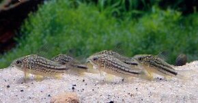 Panciernicek corydoras napoensis