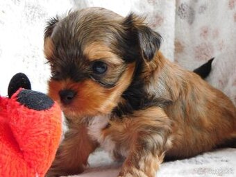 Yorkshire terrier s PP