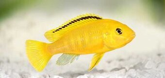 Cichlidy Labidochromis caeruleus Yellow