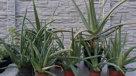 Predám Aloe Vera rôznych veľkostí - 1