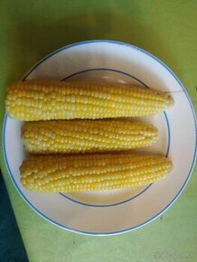 Sladka kukurica na varenie