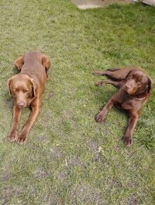 Šteniatka labrador - 1