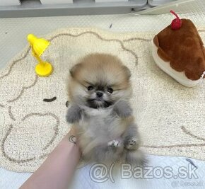 Pomeranian mini