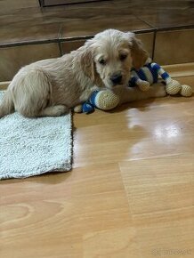 Zlatý retriever / Golden retriever