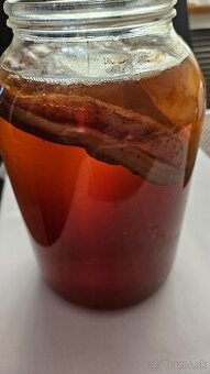 Kombucha