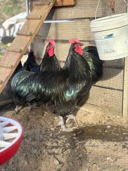 Australorp kohúty liahnuté 3/24