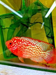 Flowerhorn King Kamfa Golden Basse Fader samica