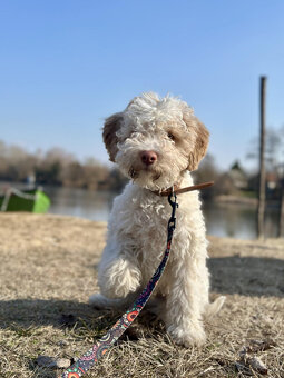 LAGOTTO ROMAGNOLO STENIATKO s PP