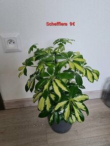 Schefflera a iné izbovky - 1