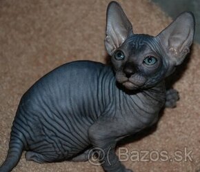 Kúpim Don Sphynx