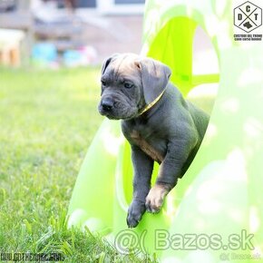 Cane corso steniatka s PP - 1