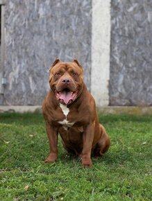 Pitbull xxl