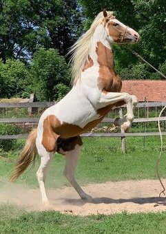 Pripúšťanie American Paint Horse