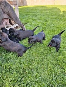 Cane corso