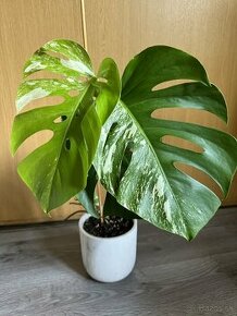 monstera albo variegata rastlinka