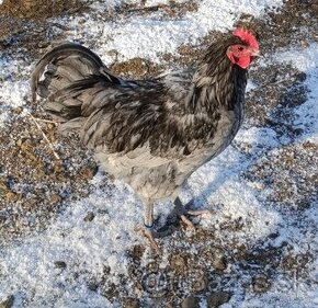 Australorp splash