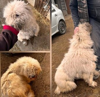 Komondor