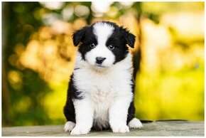 Border Collie, Border Kolia s PP FCI