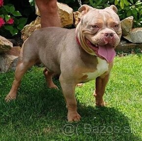 american bully