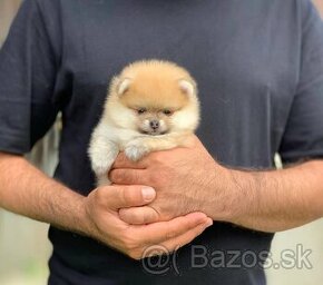 Pomeranian  mini