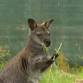 Klokan bennet wallaby