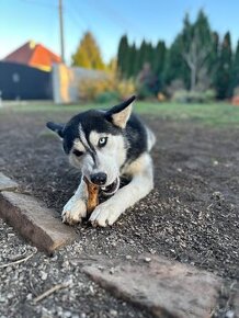 Husky - darujeme