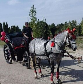 Jazdecke sportovy kobylu