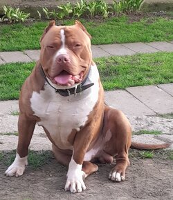 American Bully xl