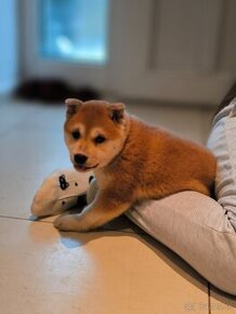 Shiba inu fenka