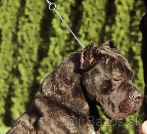 Cane Corso