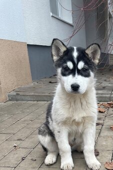 Sibírsky Husky