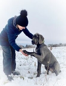 Nemecká doga modrá šteniatka s PP